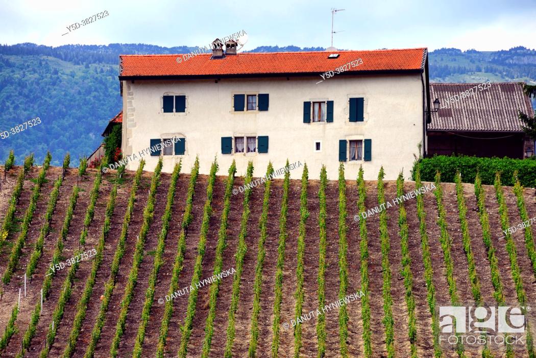 Stock Photo: 'La cave de Geneve' wine region, farm in vineyards, Russin, Geneva, canton Geneva, Switzerland, Europe.