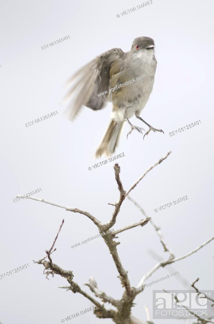 Photo de stock: Fired-eyed diucon (Xolmis pyrope) jumping. Torres del Paine National Park. Ultima Esperanza Province. Magallanes and Chilean Antarctic Region. Chile.