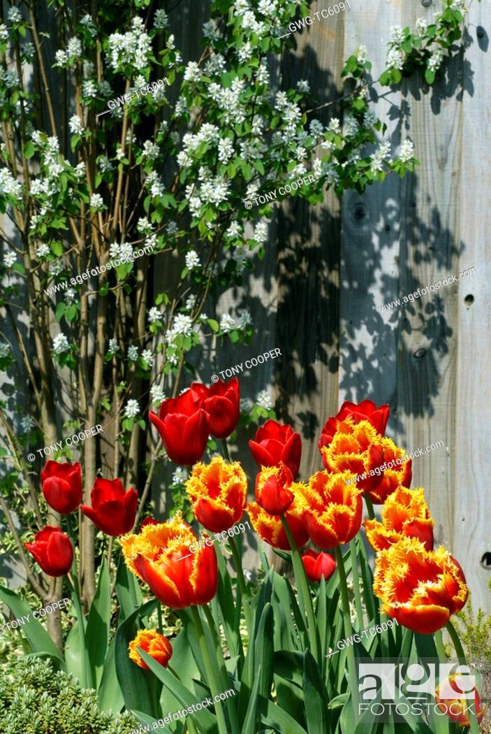 Tulipa Davenport With Tulipa Kingsblood With In The Background Amelanchier Obelisk Stock Photo Picture And Rights Managed Image Pic Gwg Tc6091 Agefotostock